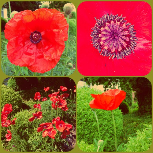 Cathrin Gressieker_poppies collage