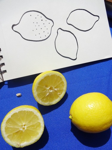 Cathrin Gressieker_lemon sketches_DSC06994-k