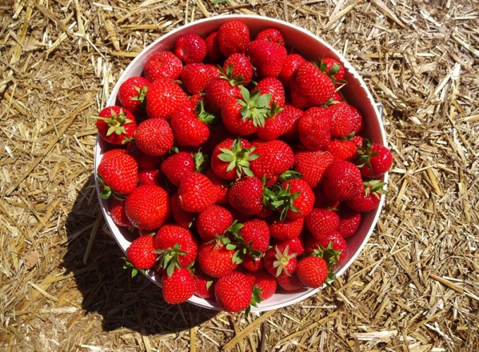 Cathrin Gressieker_strawberries1DSC07156