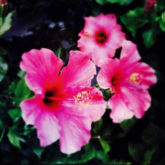 Cathrin Gressieker_Mallorca Hibiscus